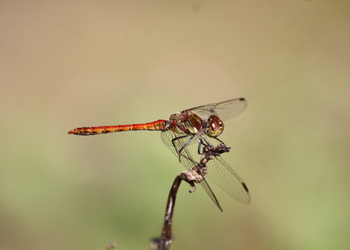 Gemeine Heidelibelle (Sympetrum vulgatum) - © Emanuel Trummer